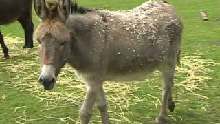 preview picture of video 'ezels - donkeys'