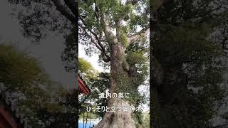 【宮崎】国富町にある本庄稲荷神社の御神木のパワーがやっぱりすごい#shorts