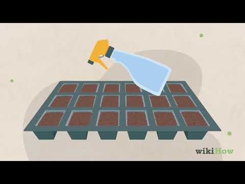 How to Grow Rosemary from Seed