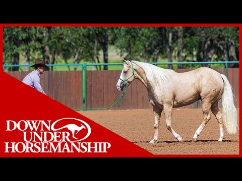 Clinton Anderson: What are the Features of the Downunder Horsemanship Rope Halter?