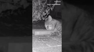 【実験】ネコはどっちを選ぶ？マタタビvsキャットニップ