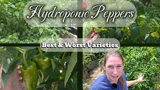 Hydroponic Peppers - Garden Update