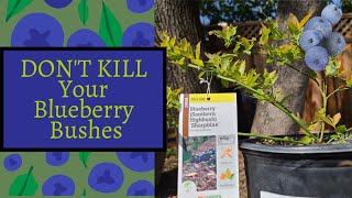 BLUEBERRY Soil acidity: Short-term & Long-term solutions #GardenHacksThatWork