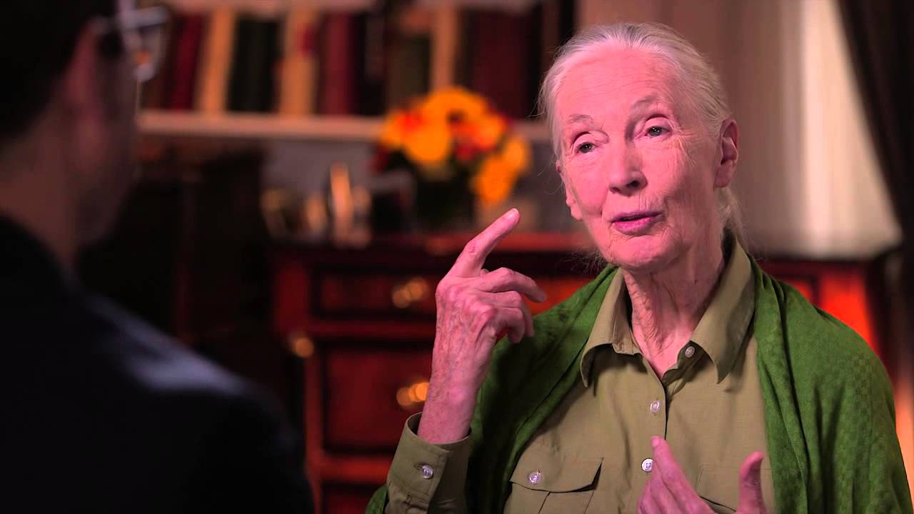 Dr. Jane Goodall Interview: Last Week Tonight with John Oliver (HBO) - YouTube