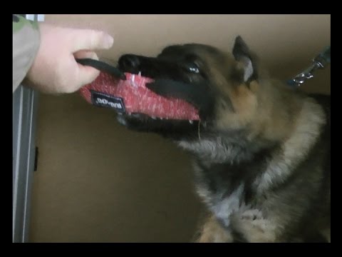 IRON z Medvedej doliny - 3 1/2 mo old GSD puppy ( Urri z Kurimskeho haje x Aida z Medvedej doliny )