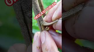 Download lagu CARA OKULASI DURIAN #grafting #durians mp3 Download lagu CARA OKULASI DURIAN #grafting #durians mp3