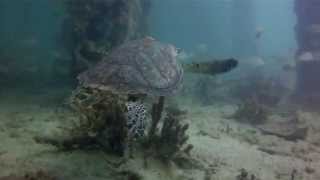preview picture of video 'Hawksbill turtle cruising at Mosquito Pier In Vieques, PR'