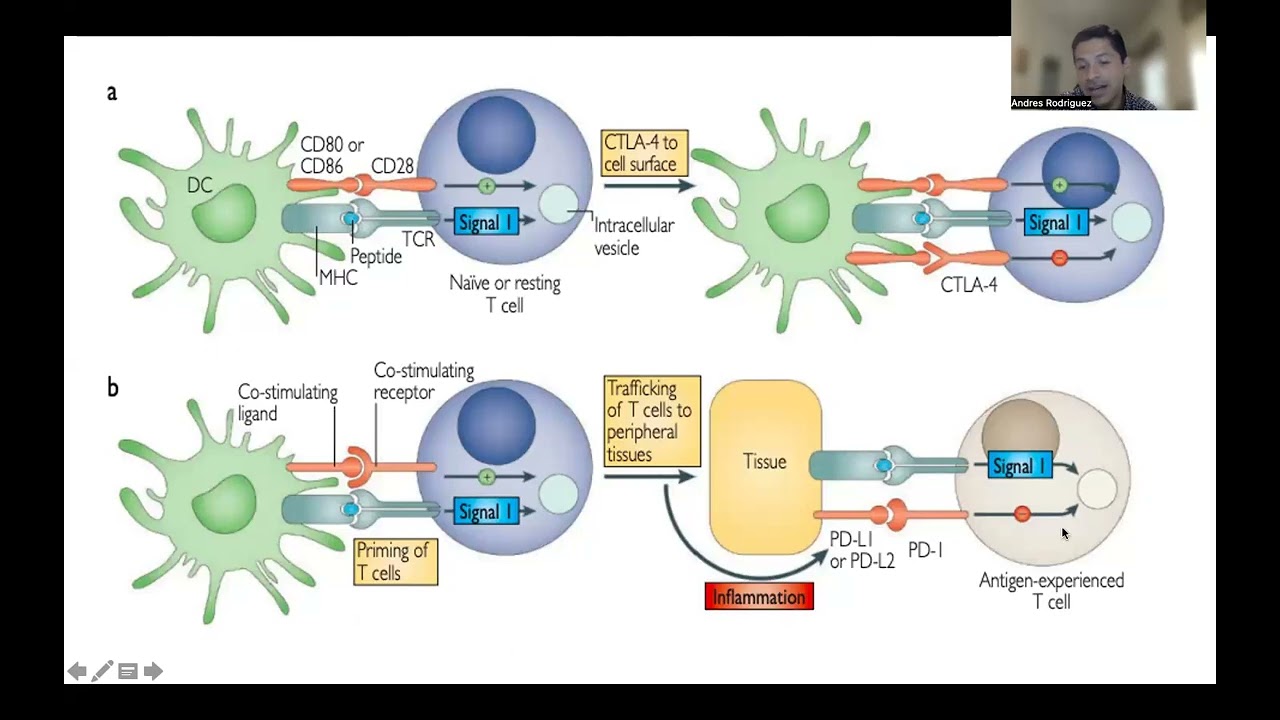 MÓDULO BIOLOGÍA CELULAR: Inmunidad antitumoral