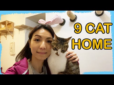 What It's Like Having Many Cats?