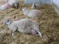 How To Tell If A Sheep Is About To Give Birth