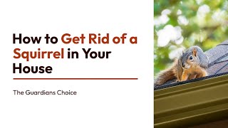 3 Ways to Get Rid of a Squirrel in Your House | The Guardian