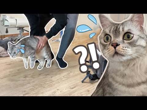 Our Cat's Reaction to Moving to a New Apartment | Beemo's Day in the Life