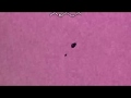 Klasky Csupo Logo In Meat Aid