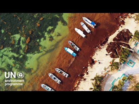 From ‘seaweed emergency’ to sustainable solutions