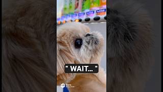 Download lagu 👉Dog tries to buy a drink from a vending machine… mp3 Download lagu 👉Dog tries to buy a drink from a vending machine… mp3