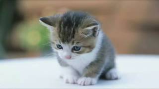 Download lagu nada dering suara anak kucing mp3