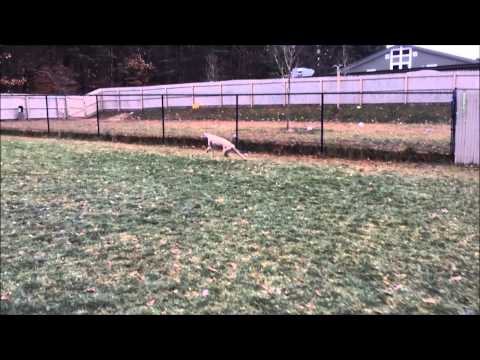 Cooper, an adopted Greyhound in Swanzey, NH_image-1