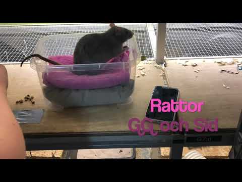 möss, råttor del 1