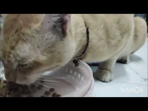 Kese natak kar raha hai 