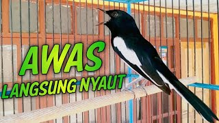 Download lagu AWAS LANGSUNG NYAUT LANGSUNG GACOR NGOCEH TERUS TAK MAU DIAM !! PANCINGAN KACER GACOR ISIAN. mp3