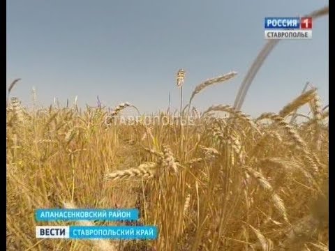 Пшеничное ставропольский край