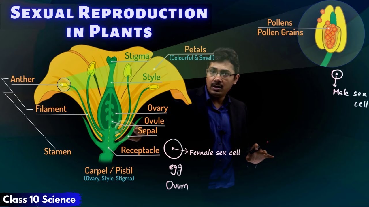 Sexual Reproduction in Plants | CBSE Class 10 Science | Toppr Study