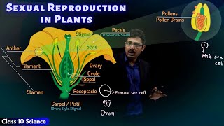 Sexual Reproduction in Plants | CBSE Class 10 Science | Toppr Study