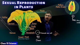 Sexual Reproduction in Plants  CBSE Class 10 Scien