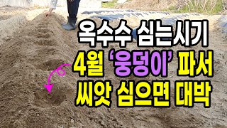 옥수수 심는시기 4월 웅덩이 파서 씨앗 심으면 대박