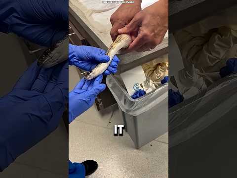 🐍😱 К этой змее прилипло нечто ужасное, и это угрожало её жизни! 😱🐍