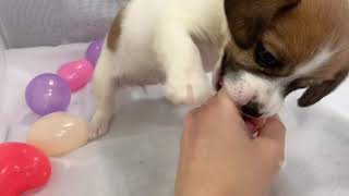 ハーフ犬の動画01