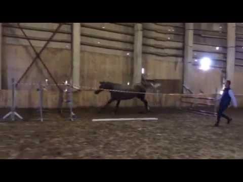 Chella D'Amour ( Calido I)