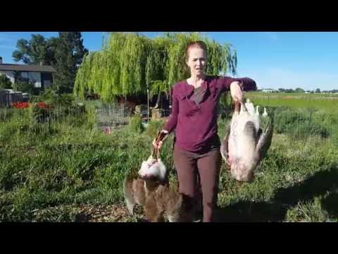 Butchering a Large Goose When You Are a Small Woman (Graphic)