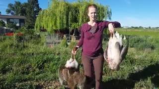 Butchering a Large Goose When You Are a Small Woman (Graphic)