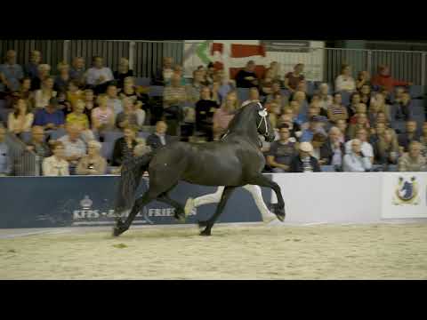 Kampioen 4 -6 jarige merries Centrale Keuring 2019 Ytske J.S