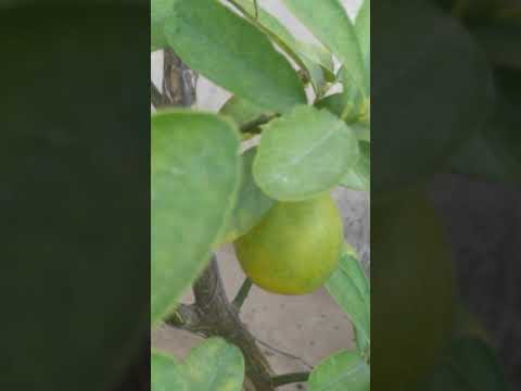 Kitchen garden by Abu Saghir