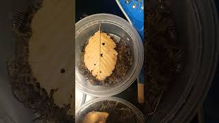 isopods and rolly pollies pill bugs