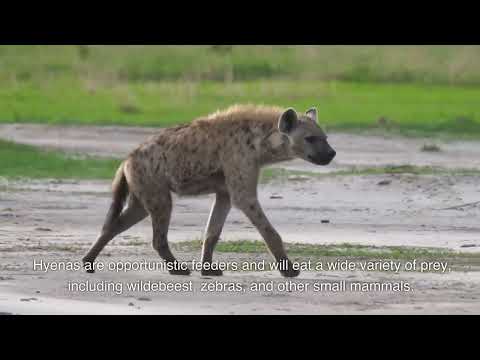 Hyenas | Nature Calls