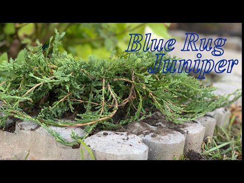 image-How big does a Blue Rug juniper get?