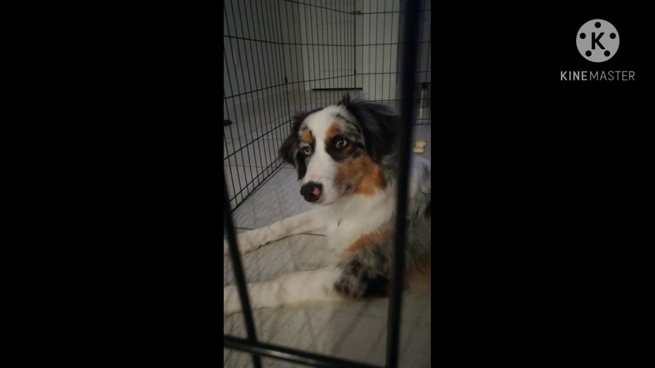 coco feliz .FLUFFYDOME•    11/6/2020