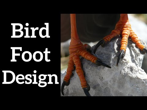 Types of Bird Feet - Bird Talons and Claws