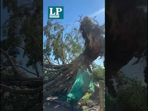 Caída de varios árboles ocasionada por los fuertes vendavales registrados en Neira (Caldas)