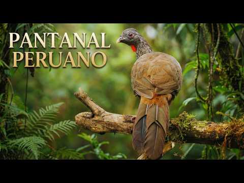 Pantanal Peruano: O Portal Selvagem que Leva à Amazônia – Documentário