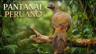 Pantanal Peruano: O Portal Selvagem que Leva à Amazônia – Documentário