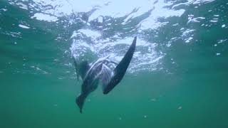 Melbourne's Mutton Birds.