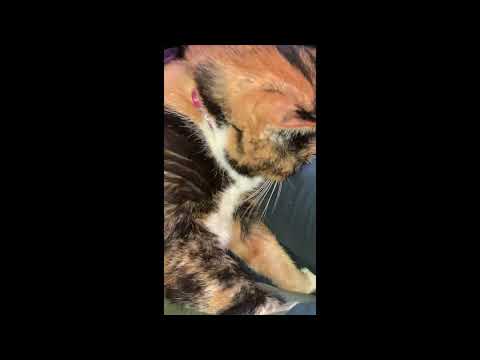 Freya grooming herself