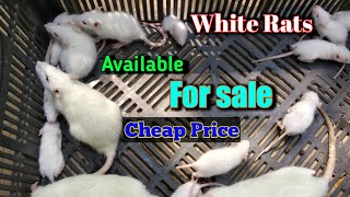 Pet Mouse || White Rat/Mouse For Sale || Cheap price.