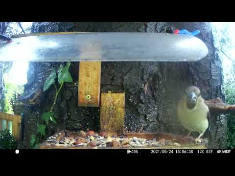 25.05.22 Auch das Kernbeißer Weibchen braucht mal was zu fressen