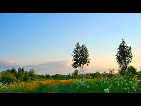 Relaxing birdsong in the evening in the field. Meadow sounds in spring, crickets.