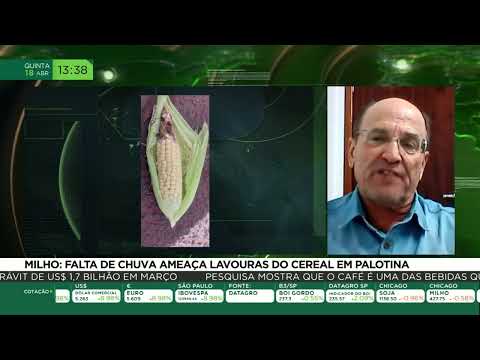 Milho: falta de chuva ameaça lavouras do cereal em Palotina/PR